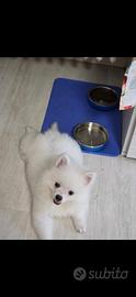 Volpino di pomerania