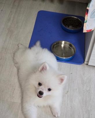 Volpino di pomerania