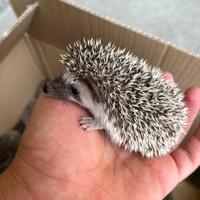 Cuccioli di mini riccio africano