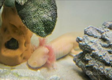 Coppia di Axolotl Femmine