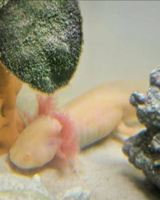 Coppia di Axolotl Femmine