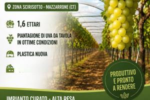 Terreno in produzione uva da tavola