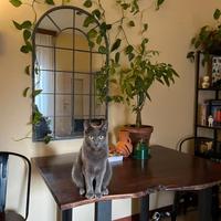 Tavolo 4 posti in legno + 2 sedie