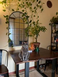 Tavolo 4 posti in legno + 2 sedie