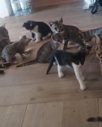 Gattini europei in adozione