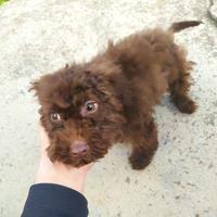 Cuccioli lagotto romagnolo