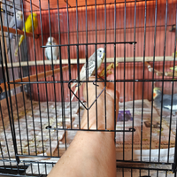 Cocorita allevate a mano