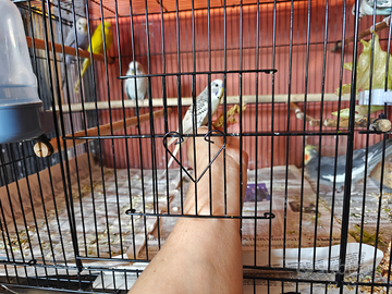 Cocorita allevate a mano