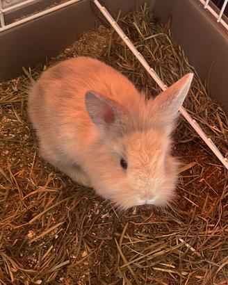 Coniglio nano testa di leone