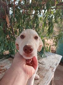 Cuccioli maremmano/fonnese