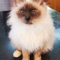 Gatto maschio di razza sterilizzato