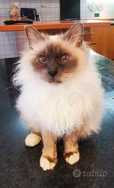 Gatto maschio di razza sterilizzato