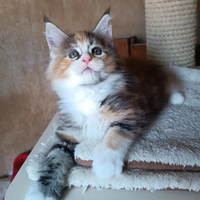 Maine Coon tg XXL femminuccia con pedigree Anfi