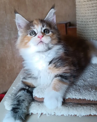 Maine Coon tg XXL femminuccia con pedigree Anfi