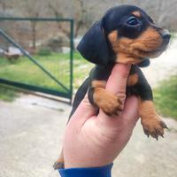 Bassotto Tedesco Cuccioli