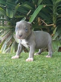Pitbull tricolor e blue nose