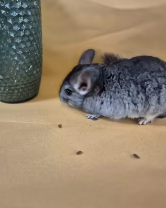 Cincilla portatore angora