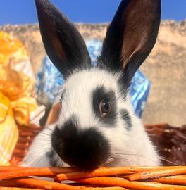 Cuccioli di conigli Papillon