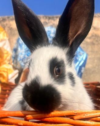 Cuccioli di conigli Papillon