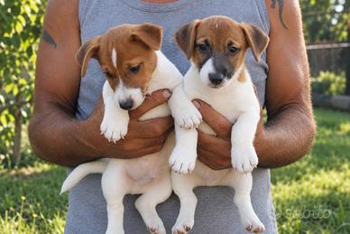 Cuccioli di jack russell