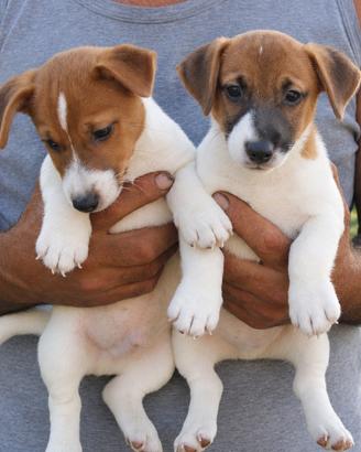 Cuccioli di jack russell