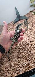 Tegu merianae
