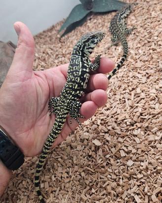 Tegu merianae