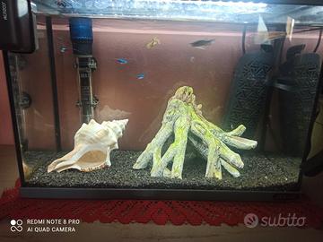 7 pesciolini da acquario