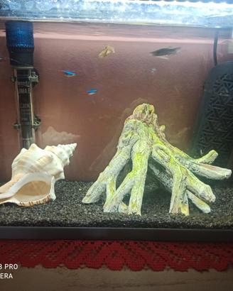 7 pesciolini da acquario