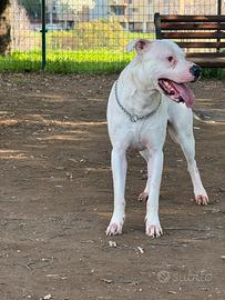 Dogo argentino