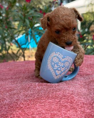 Cucciola Femmina Barboncina Red Tea Cup Mini Toy