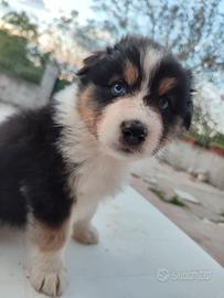 Cuccioli pastore australiano