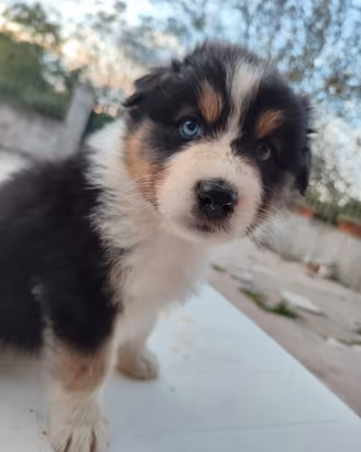 Cuccioli pastore australiano