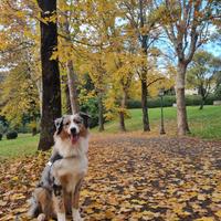 Pastore Australiano per monta