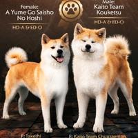 Cuccioli di Akita Inu - prenotazioni aperte