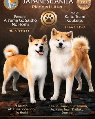 Cuccioli di Akita Inu - prenotazioni aperte