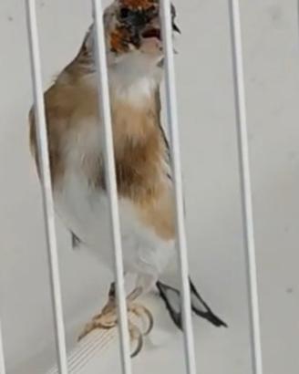 Cardellino