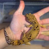Geco leopardino
