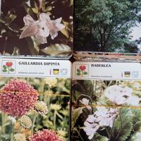 Schede di piante e fiori