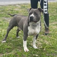AMSTAFF BLUE per accoppiamento ( Monta)