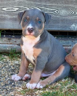Cuccioli Pit bull