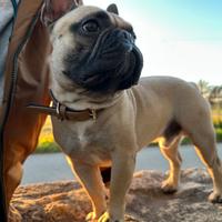 Bulldog francese per monta