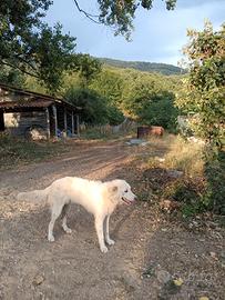 Cucciolona simil Maremmana