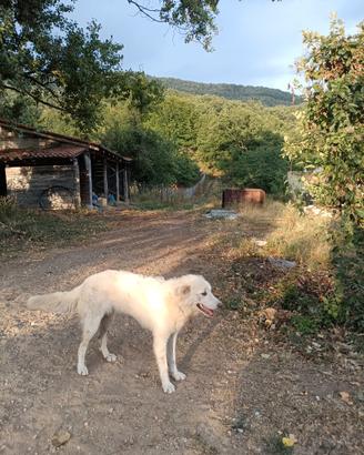 Cucciolona simil Maremmana