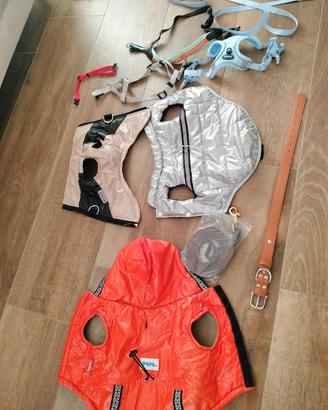 accessori cane