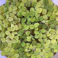 Salvinias, pianta galleggiante acquario/laghetto