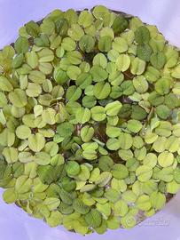 Salvinias, pianta galleggiante acquario/laghetto