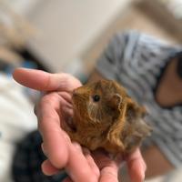 Porcellino d'india - Cavie