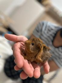 Porcellino d'india - Cavie