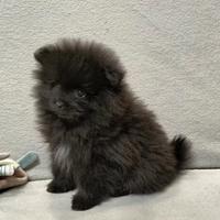 Spitz di pomerania